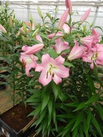 [4187 Super Master(Master) VZ No101.JPG]